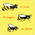 /album/fotogaleria/im-abejas-gif/